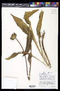 Wyethia angustifolia image