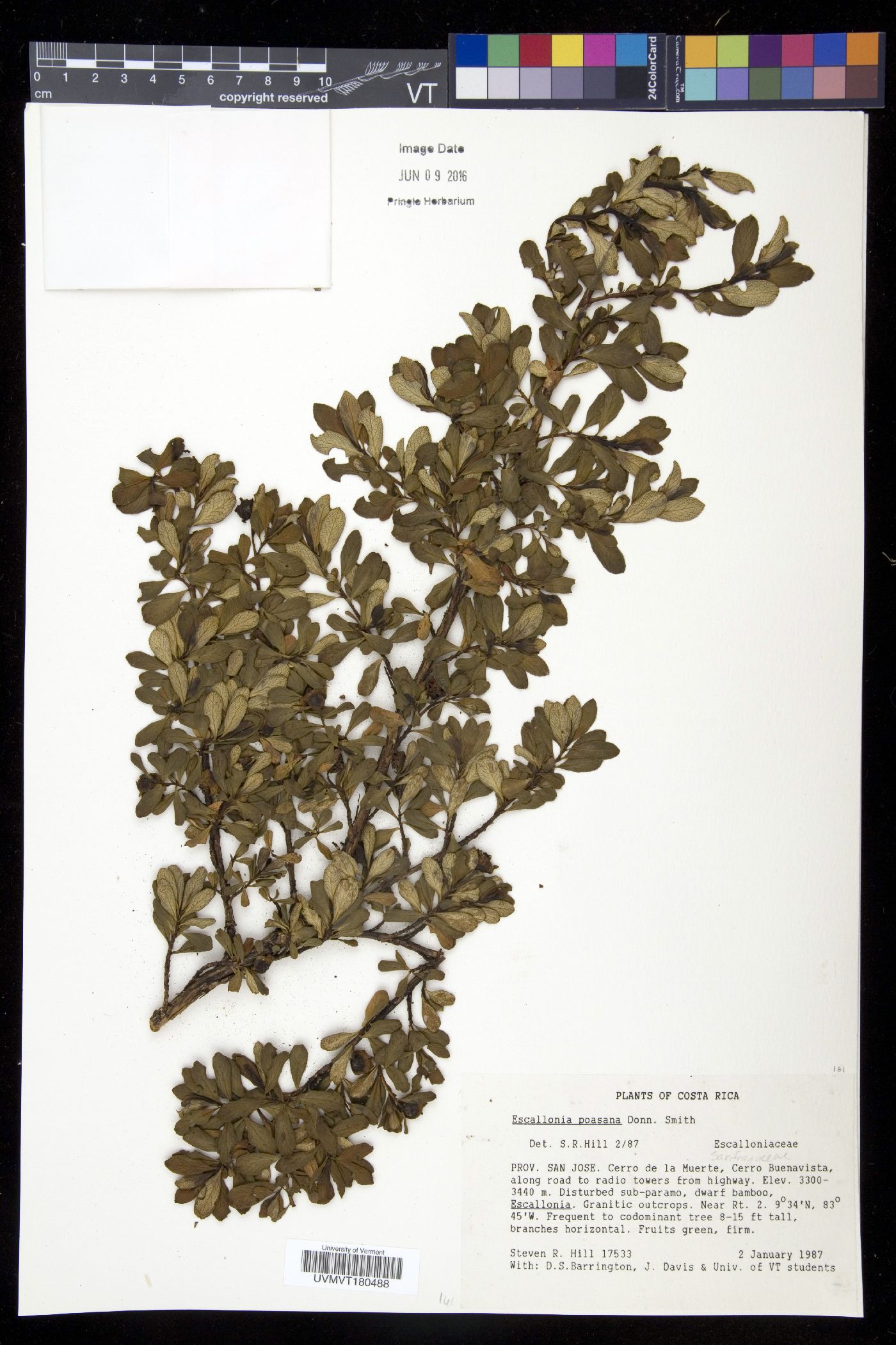 Escallonia myrtilloides var. patens image