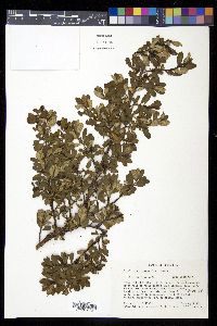 Escallonia myrtilloides var. patens image