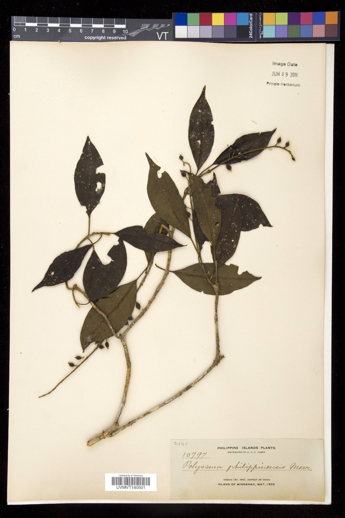 Polyosma philippinensis image