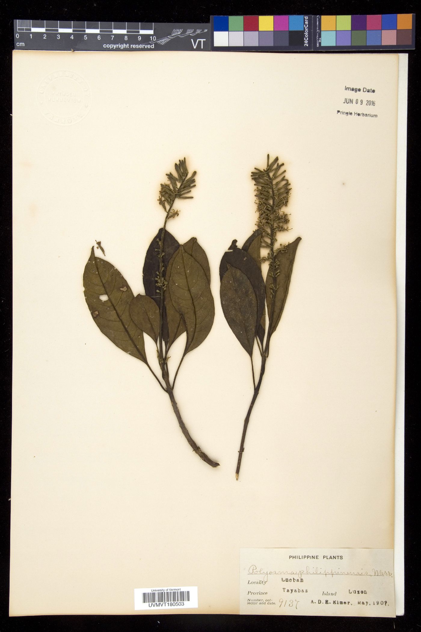 Polyosma philippinensis image