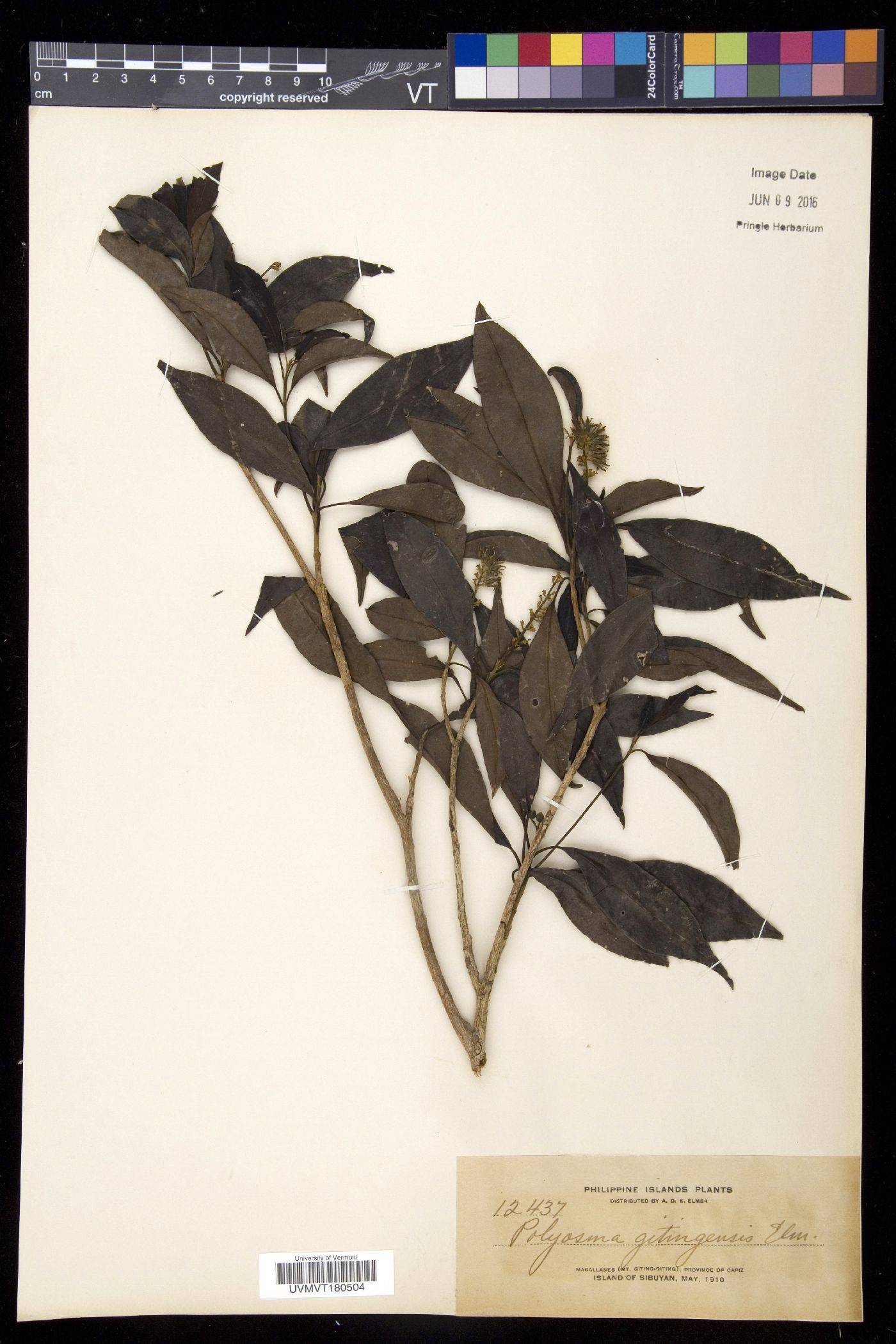 Polyosma gitingensis image