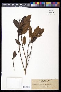 Image of Quintinia apoensis