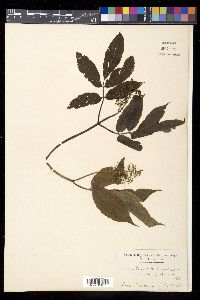 Sambucus racemosa subsp. kamtschatica image