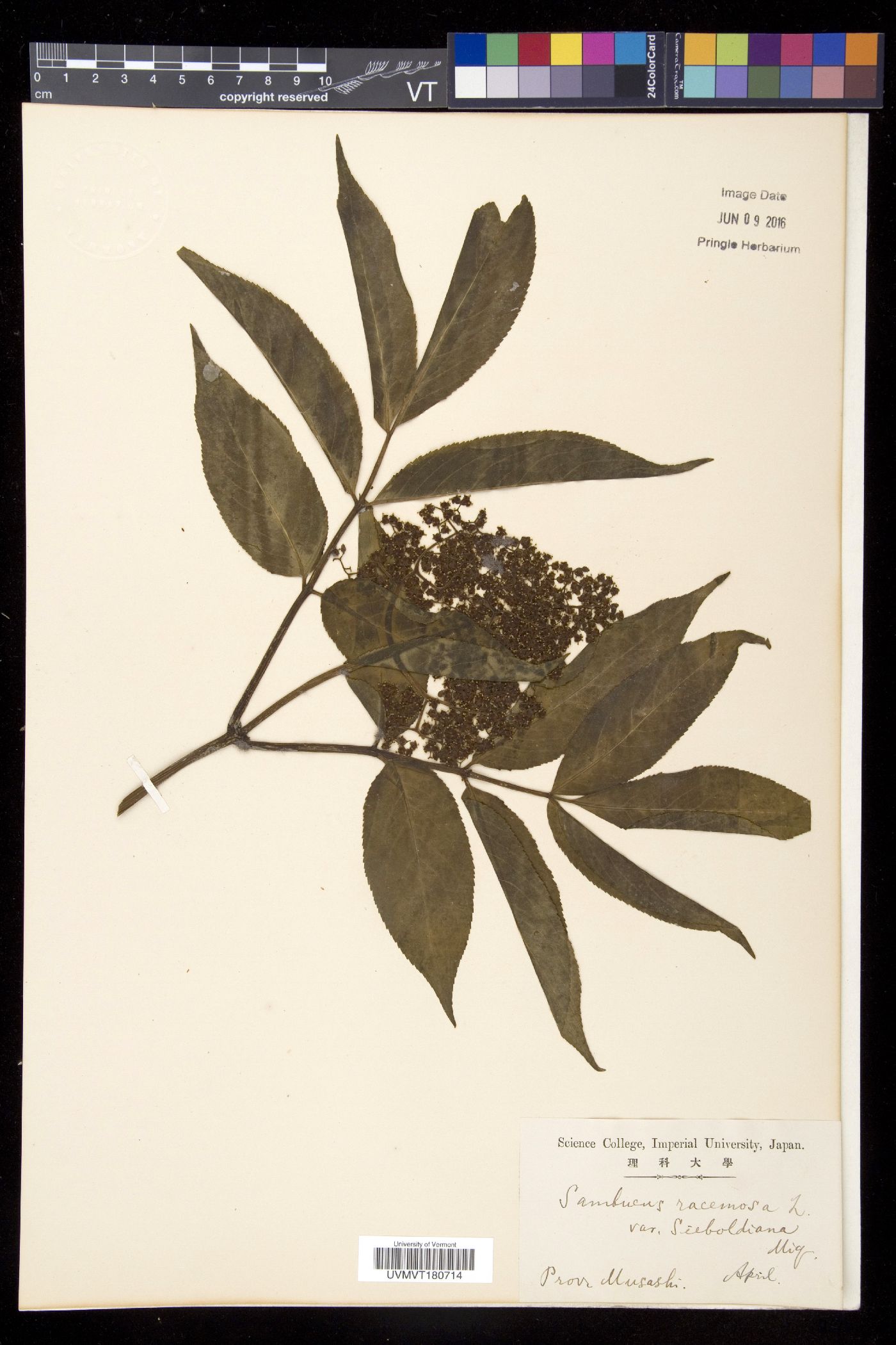 Sambucus racemosa subsp. sieboldiana image