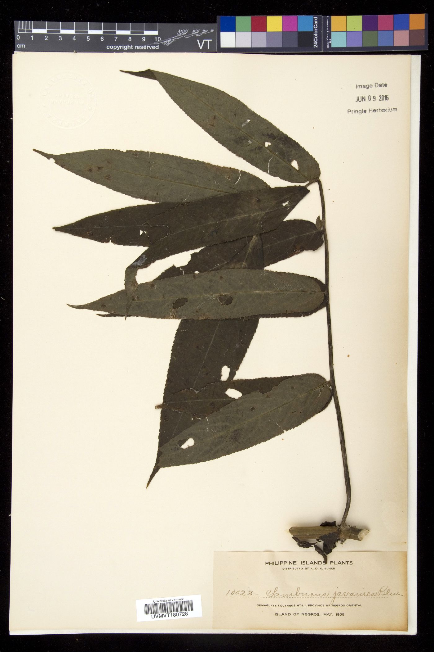 Sambucus javanica image