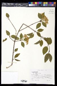 Viburnum lentago image