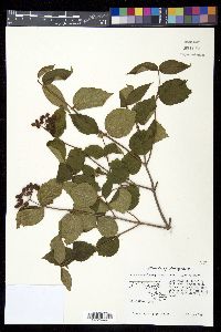 Viburnum rafinesqueanum image