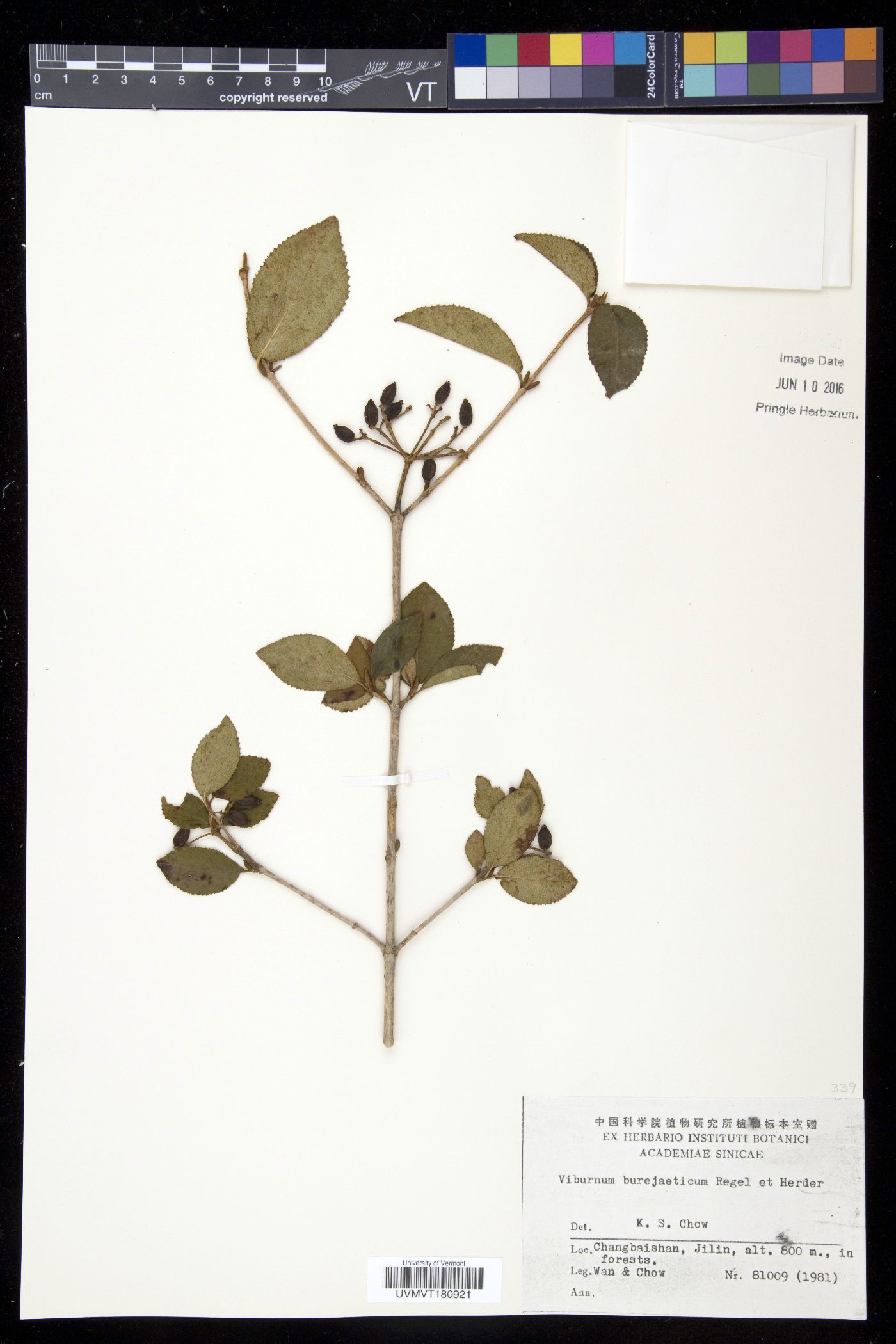 Viburnum burejaeticum image