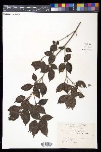 Viburnum phlebotrichum image