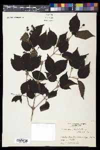 Viburnum phlebotrichum image