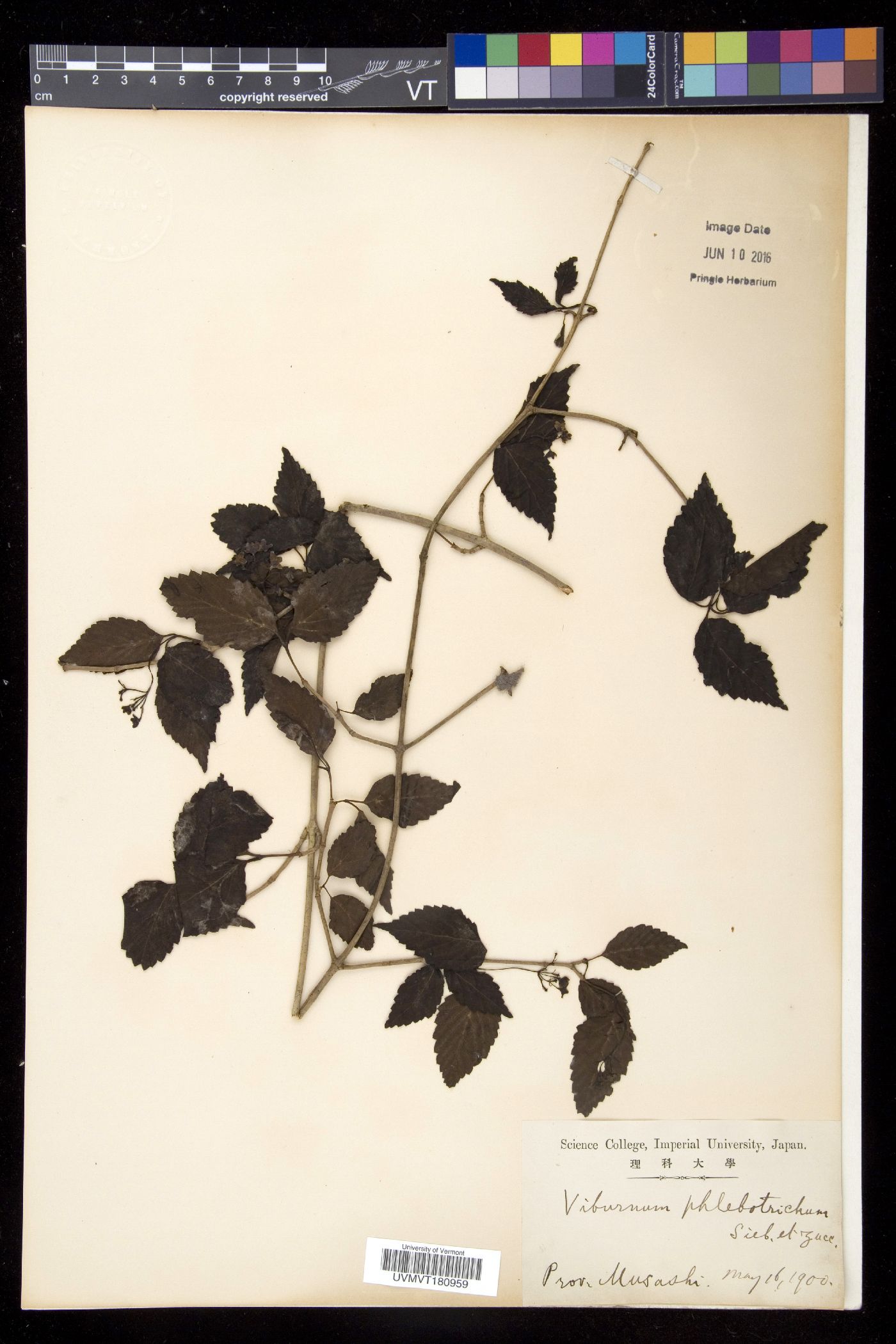 Viburnum phlebotrichum image