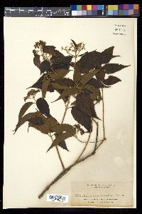 Viburnum luzonicum var. sinuatum image