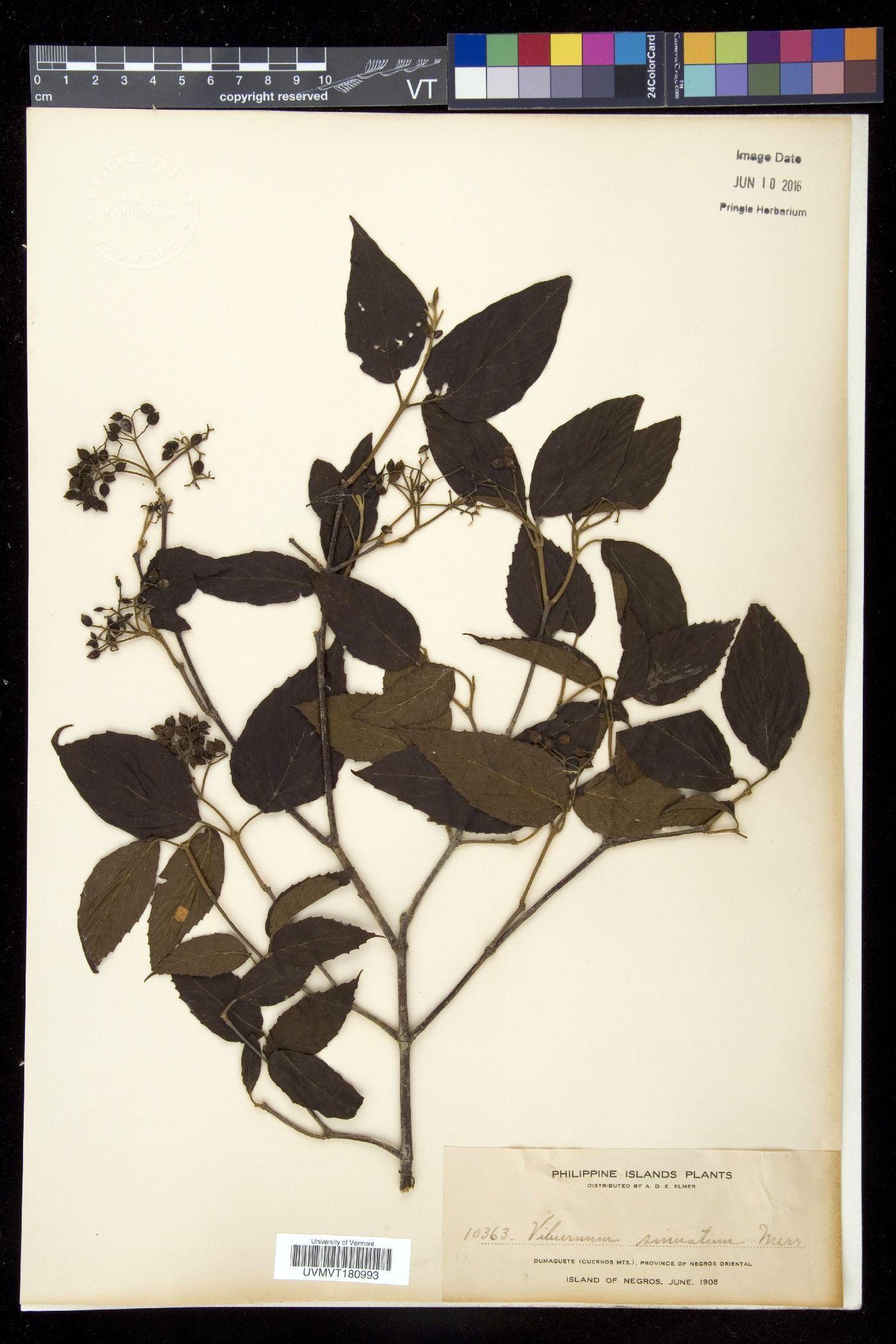 Viburnum luzonicum var. sinuatum image
