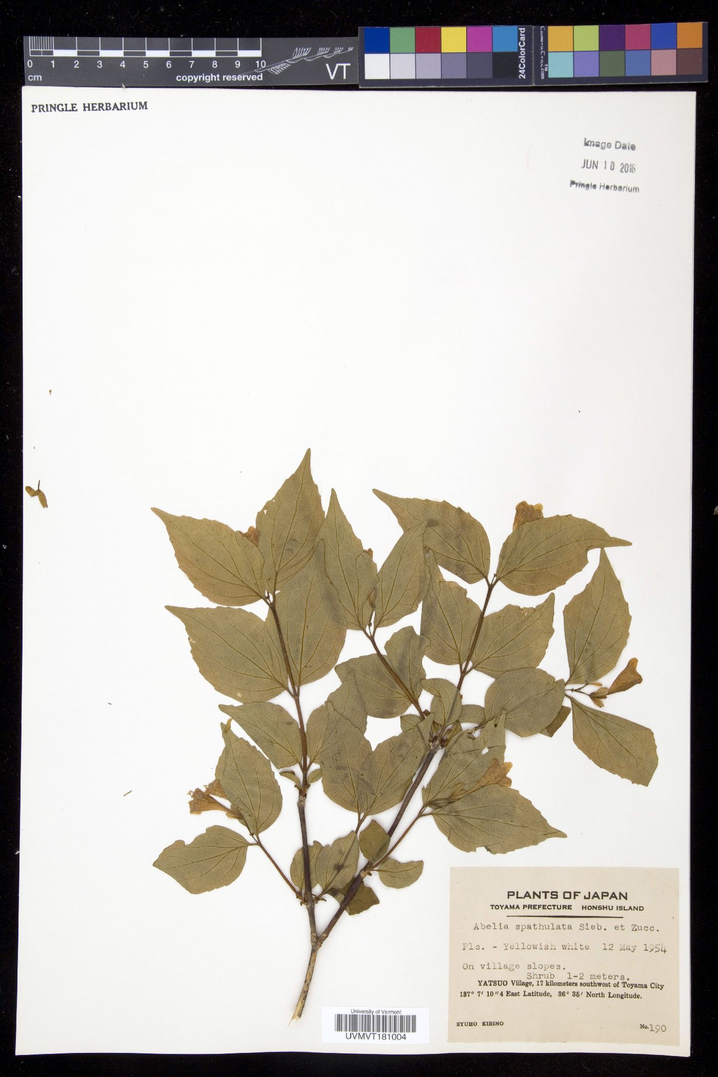 Linnaea spathulata image