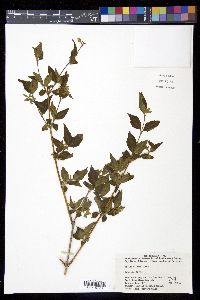 Image of Abelia biflora