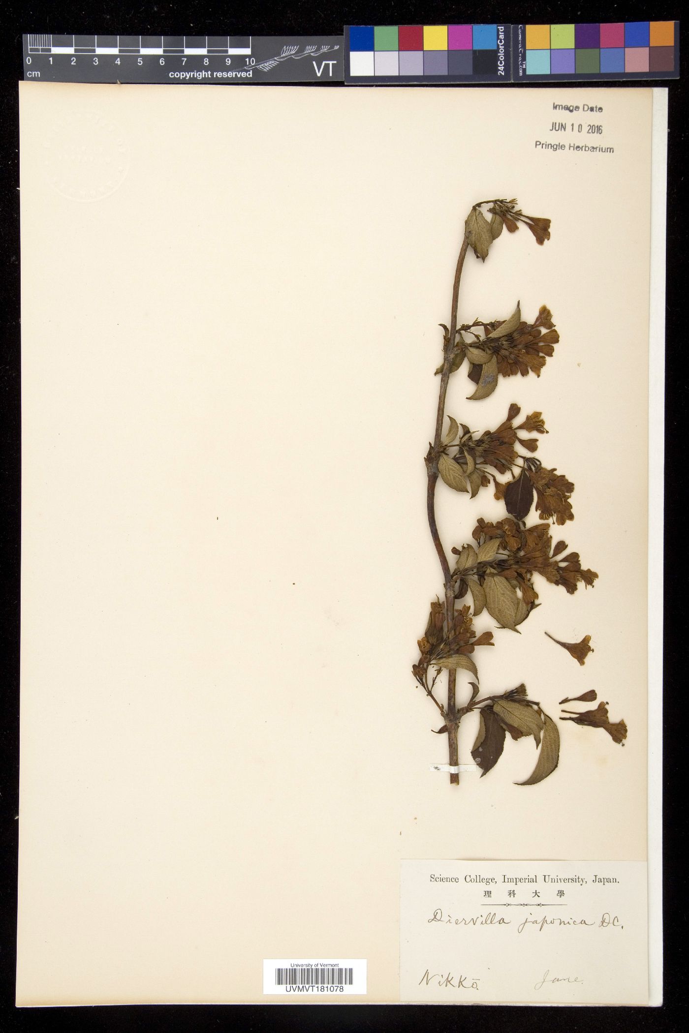 Diervilla japonica image