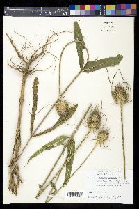 Dipsacus fullonum image