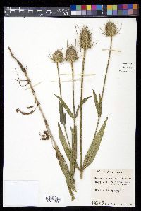 Dipsacus fullonum image