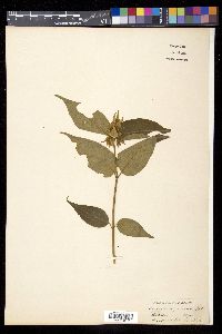 Leycesteria formosa image