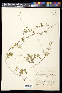 Linnaea borealis subsp. borealis image