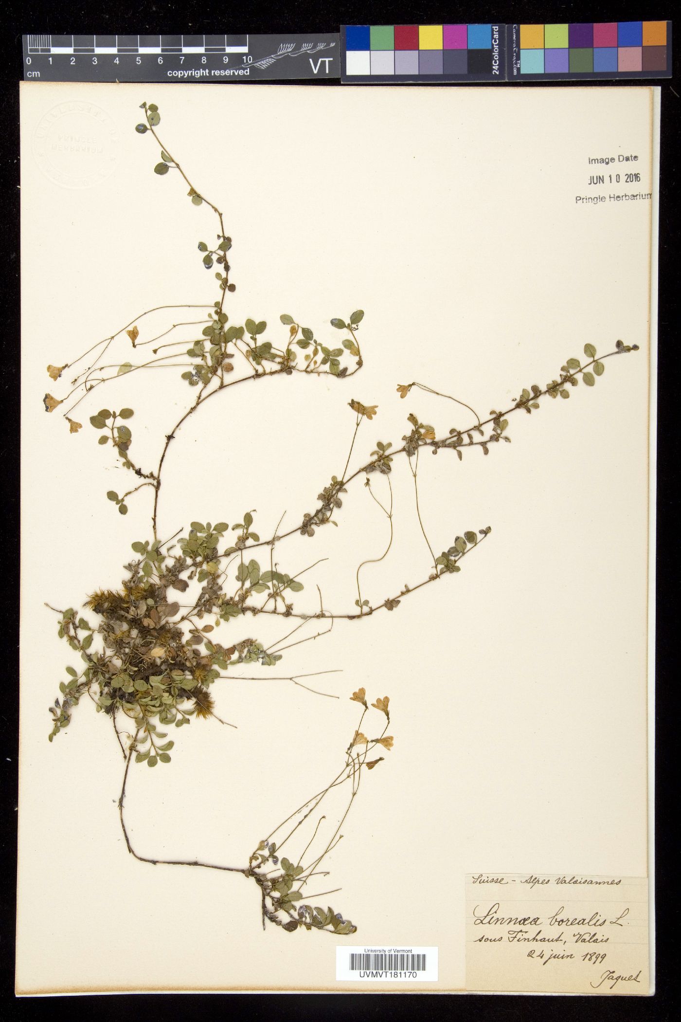 Linnaea borealis subsp. borealis image