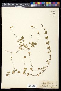 Linnaea borealis subsp. borealis image