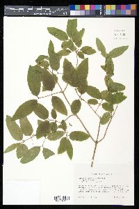 Lonicera canadensis image