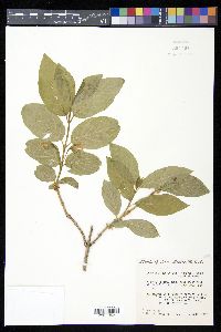 Lonicera involucrata image