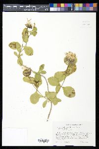 Lonicera prolifera image