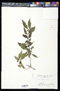 Lonicera chrysantha image
