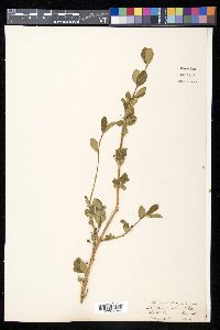 Lonicera microphylla image
