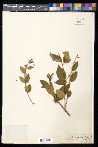 Image of Lonicera leschenaultii