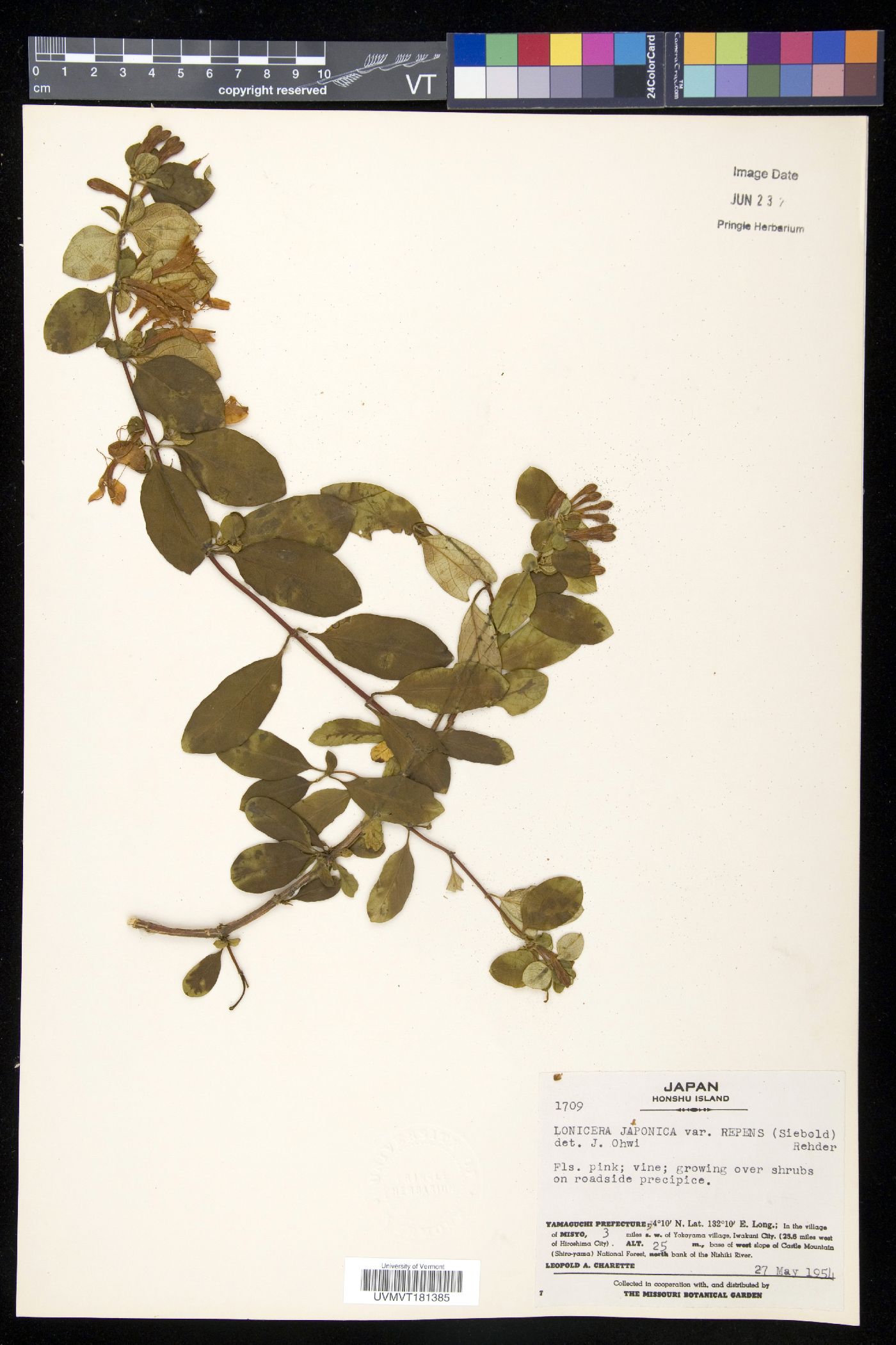 Lonicera japonica var. repens image