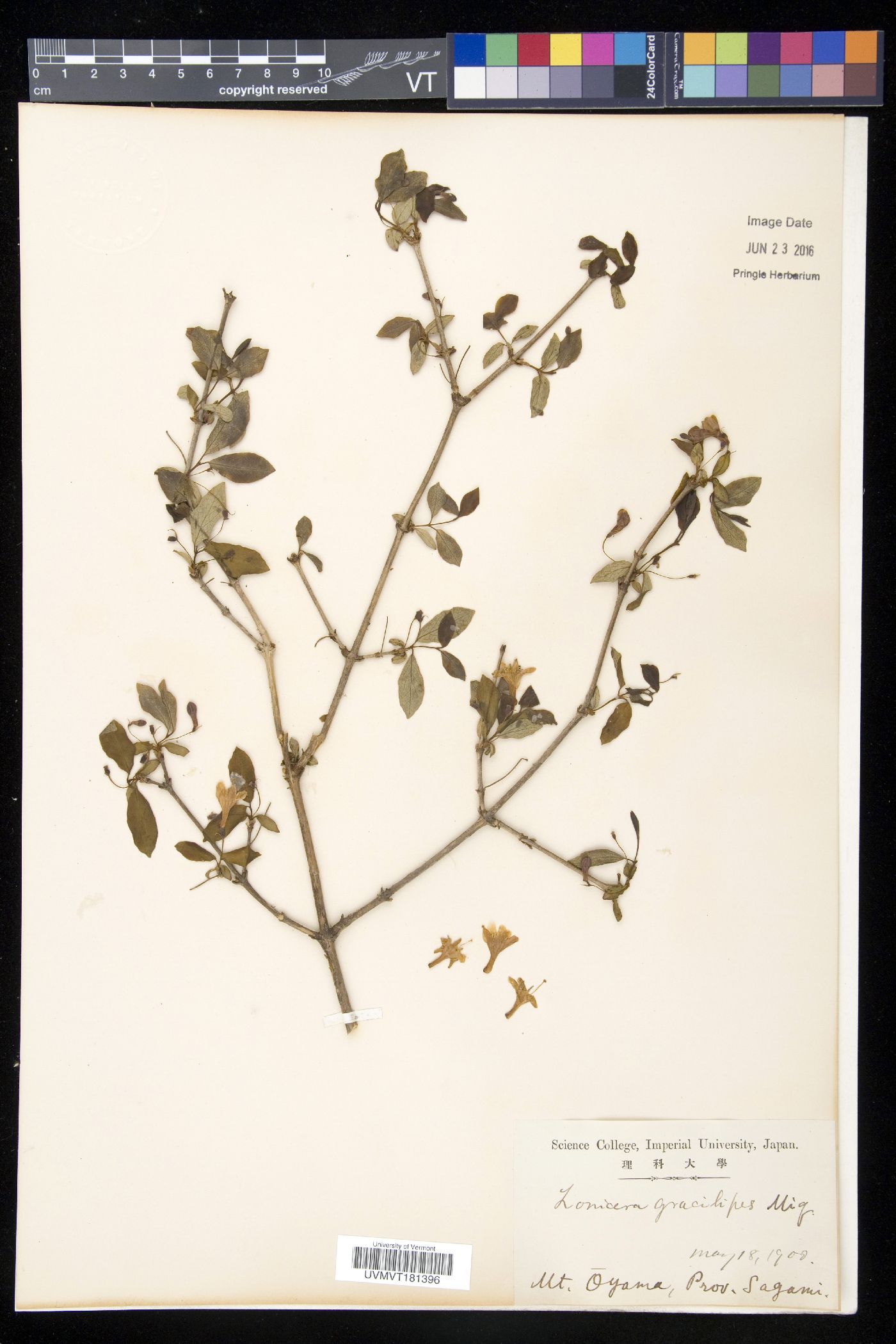Lonicera gracilipes image