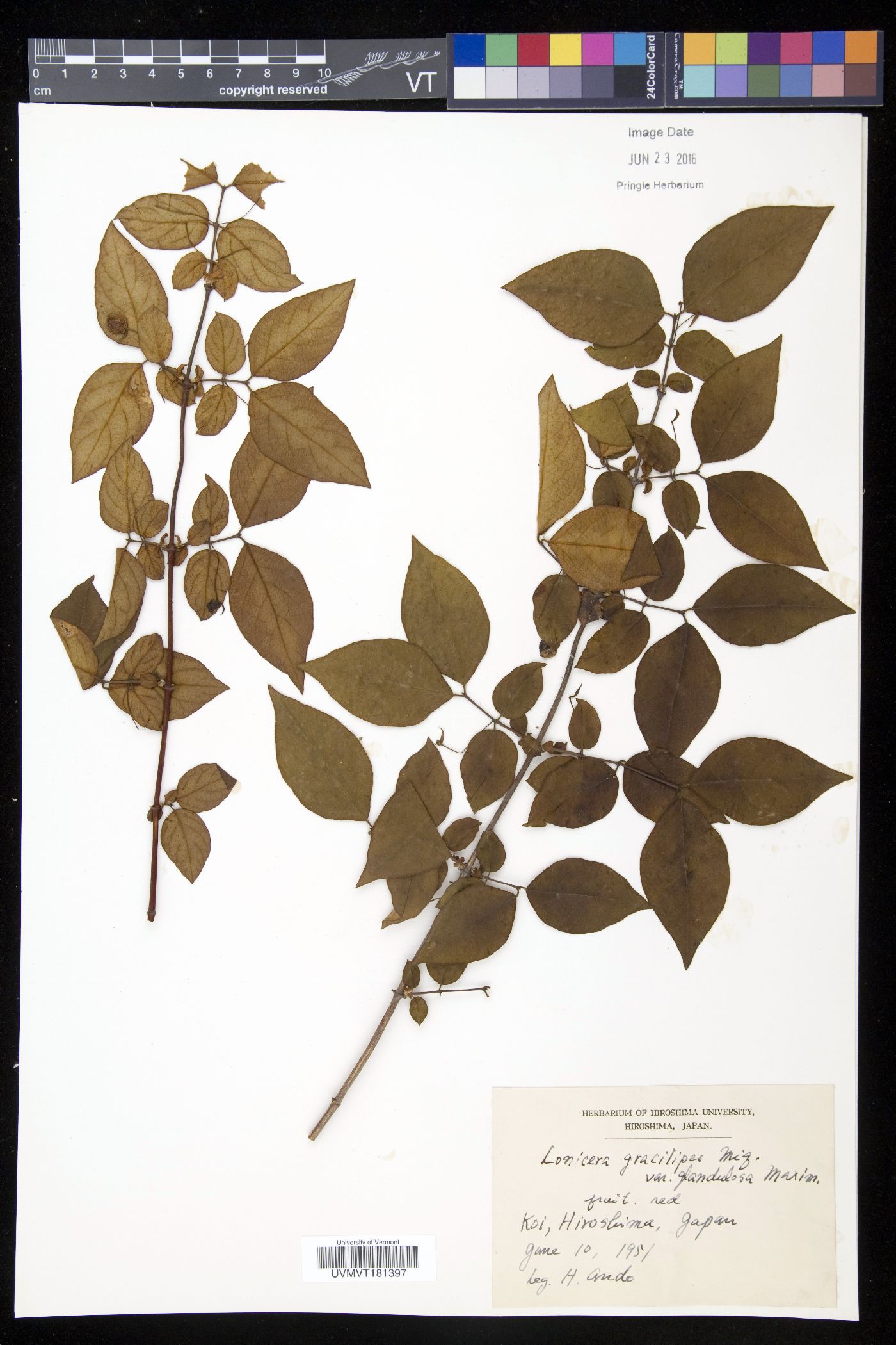 Lonicera gracilipes var. glandulosa image