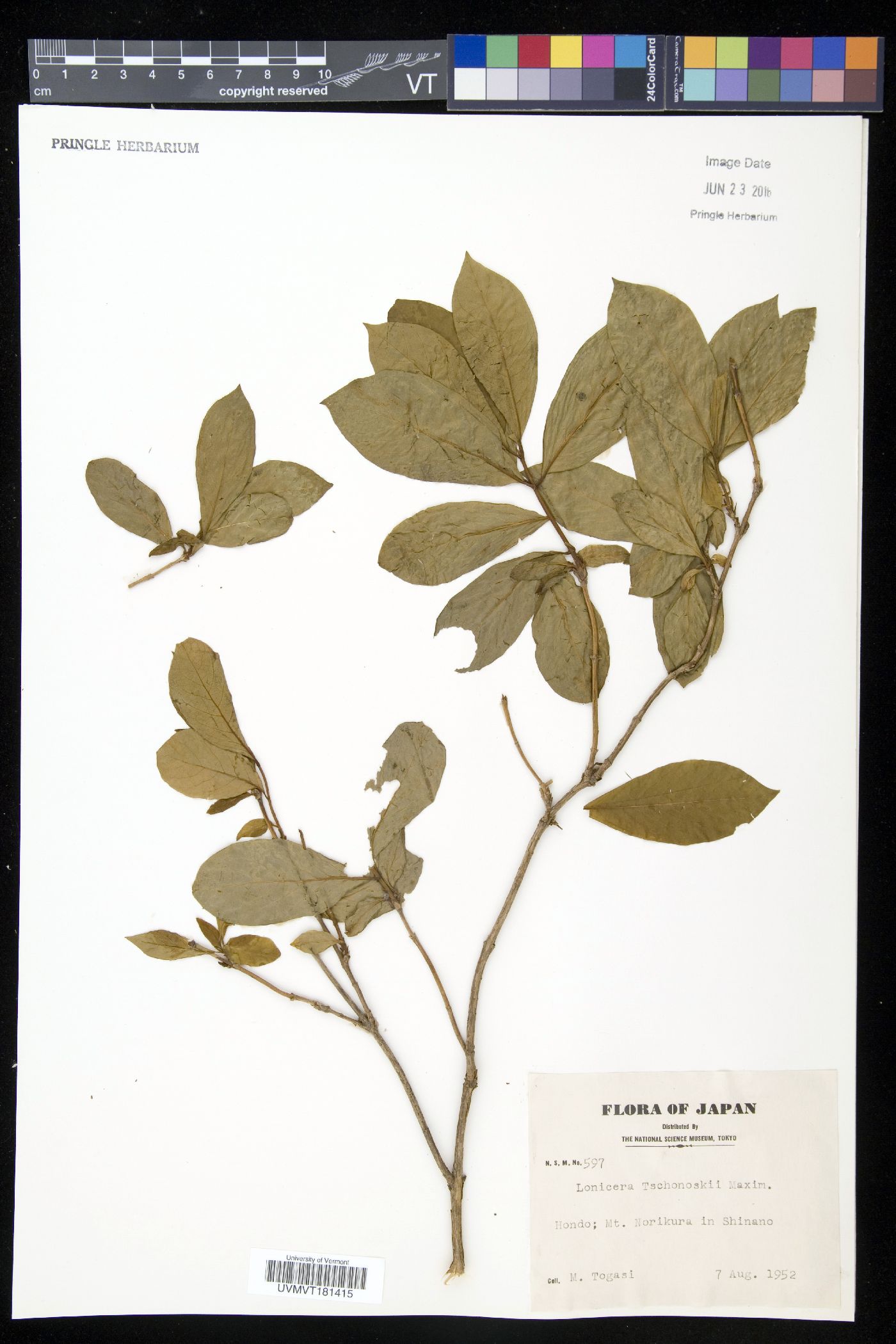 Lonicera tschonoskii image