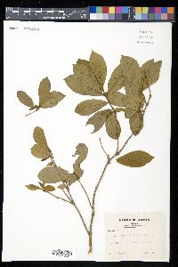 Lonicera tschonoskii image