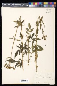 Patrinia scabiosifolia image