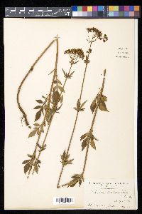 Patrinia scabiosifolia image