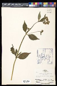 Patrinia scabiosifolia image