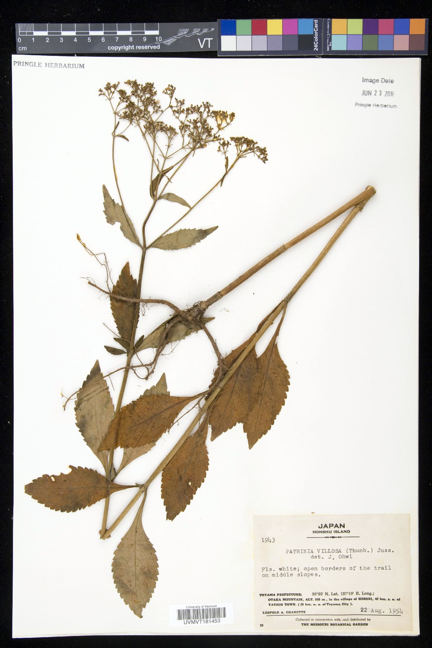 Patrinia villosa image