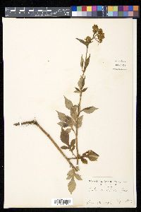 Patrinia villosa image