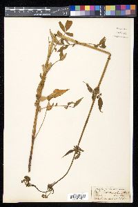 Valeriana hardwickii image