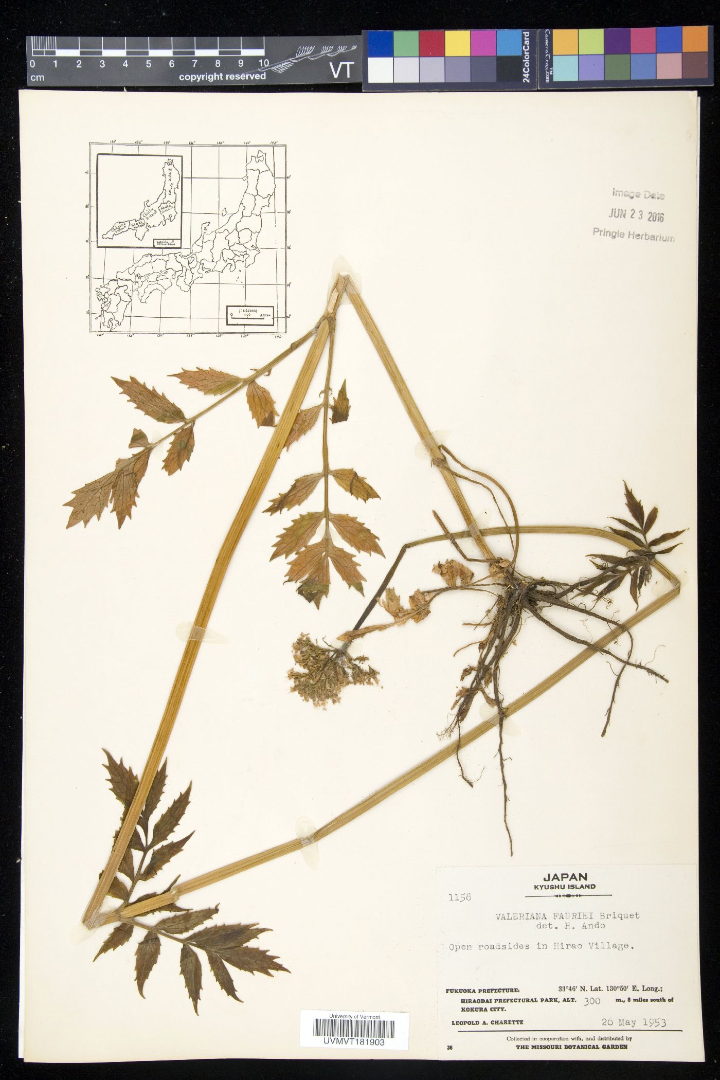 Valeriana fauriei image