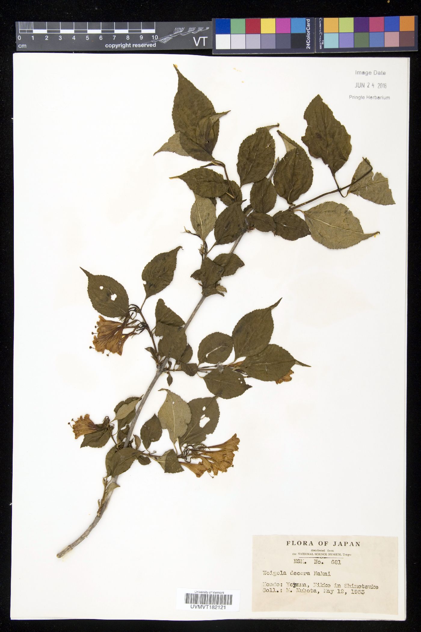 Weigela decora image