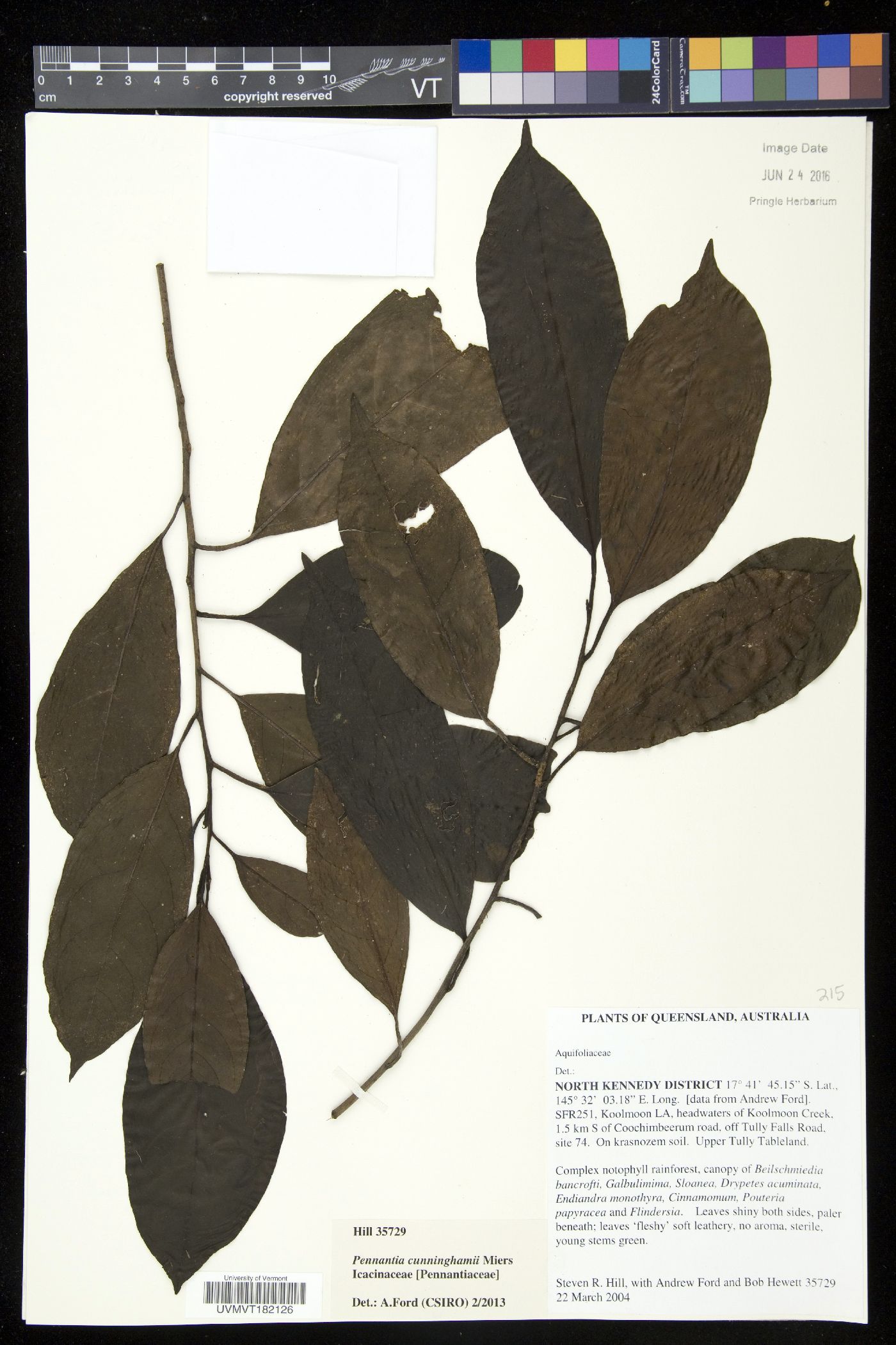 Pennantia cunninghamii image