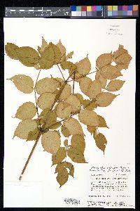 Aralia spinosa image