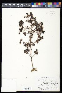 Aralia spinosa image