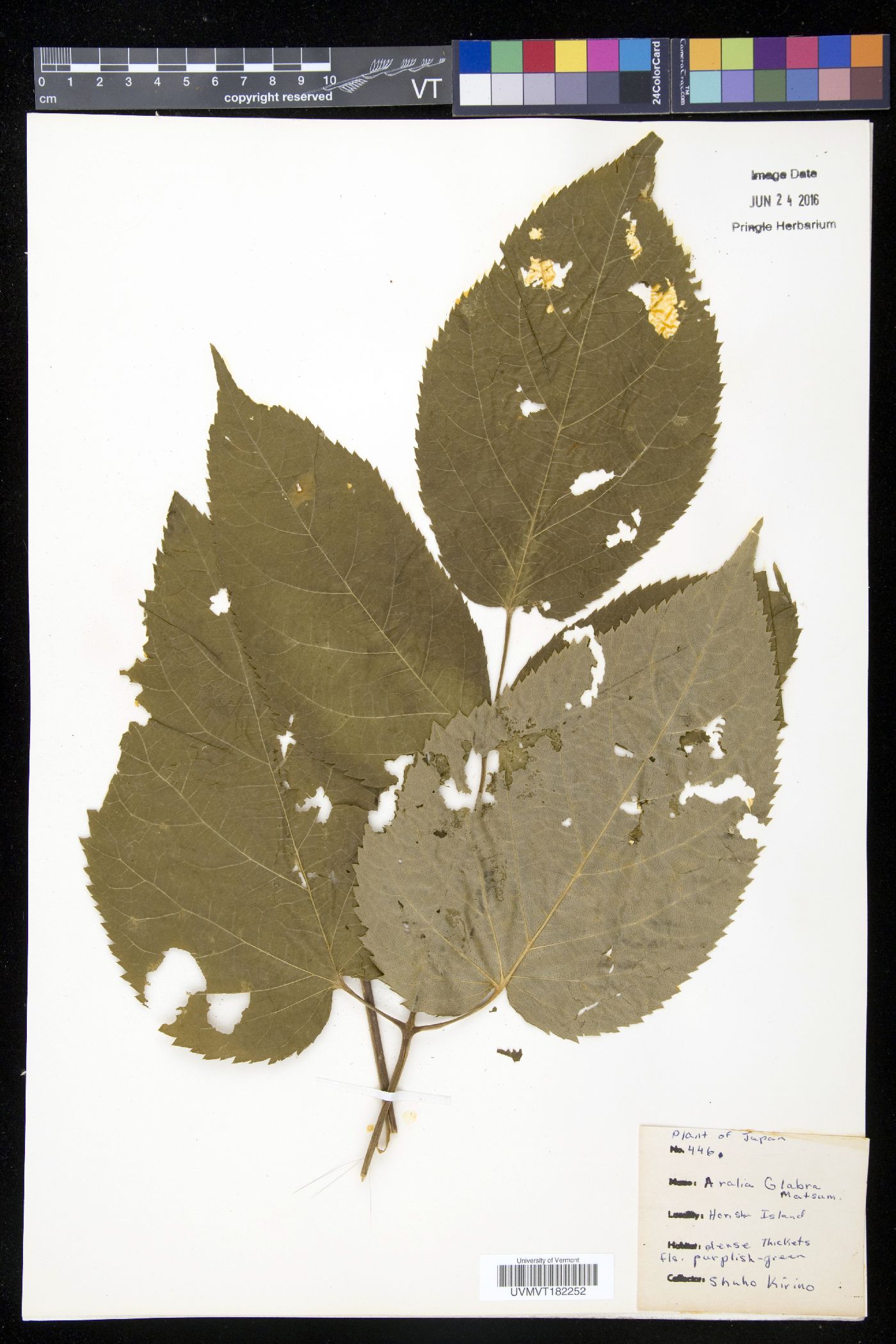 Aralia glabra image